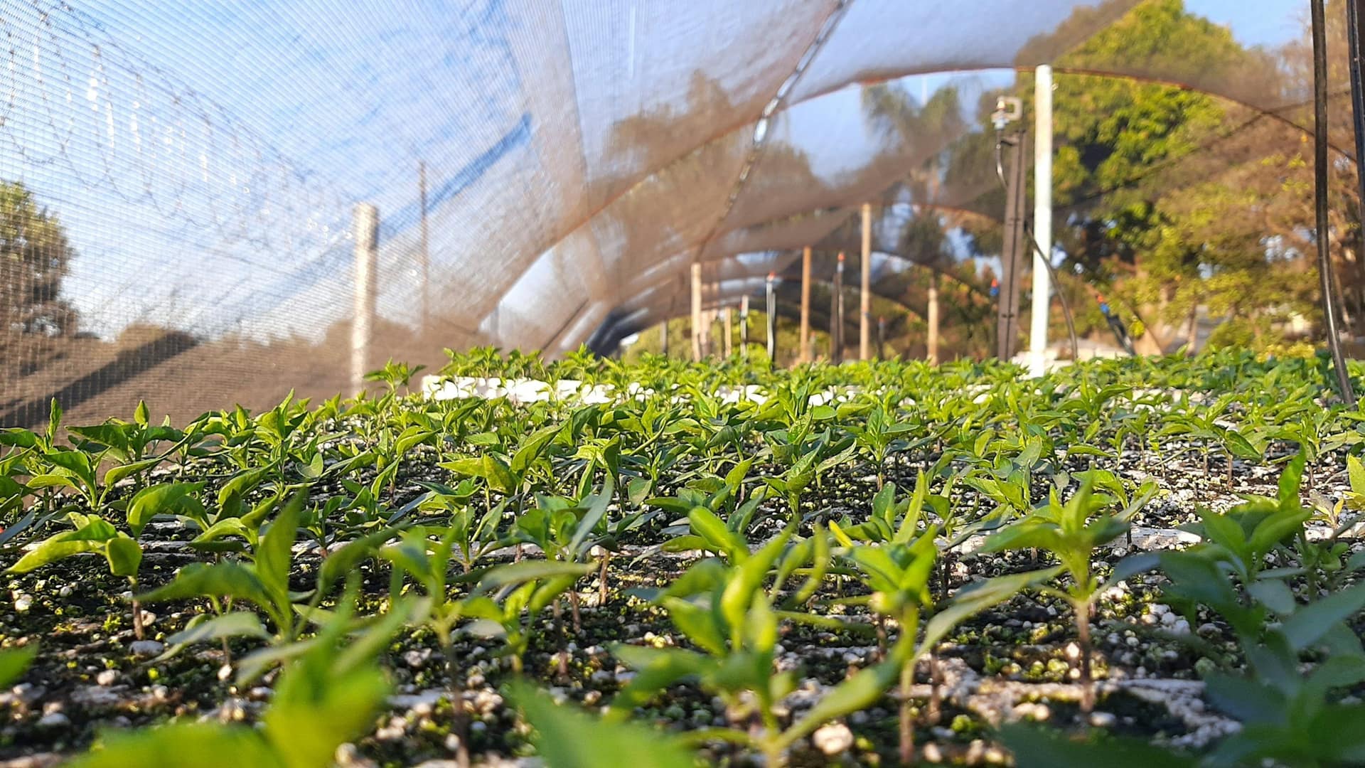 Seedlings growing in a greenhouse